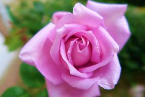 macro photo of a delicate purple rose