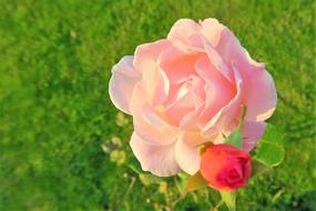 big pink rose and little red rose