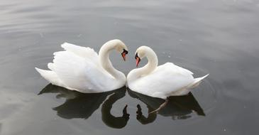 Nature Love Water bird