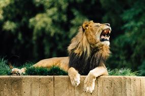 roaring lion at the zoo