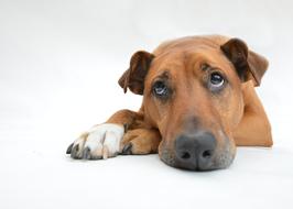 pensive brown dog on a white background