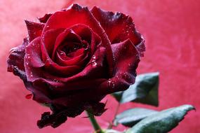 velvet red rose on pink background