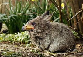 bird World