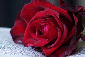 Beautiful rose flower with the red petals