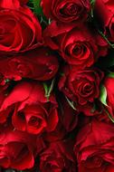 many red roses as a gift