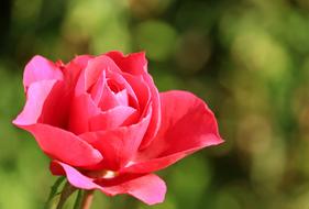 pink Rose Flower Plant