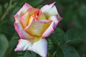 macro photo of a gentle garden rose