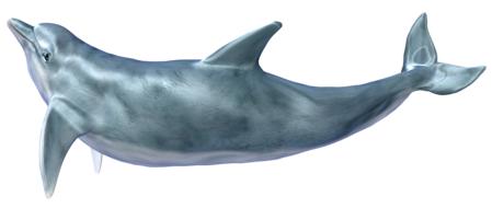 dolphin bottlenose