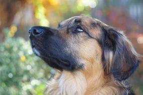 Dog Landscape
