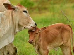 a cow licks a calf in a pasture