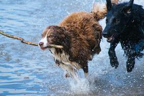 dogs play with a stick on the shore of a pond