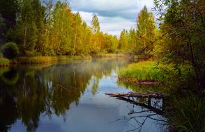 Landscape Pond Forest