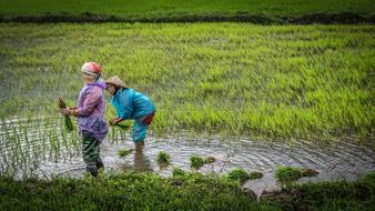 Vietnam Women