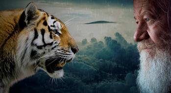 Tigers Head and old man Animal