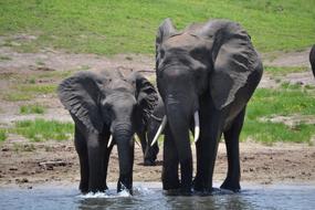 elephants on the pond