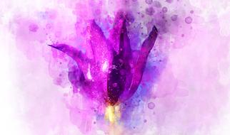 rose purple watercolor drawing