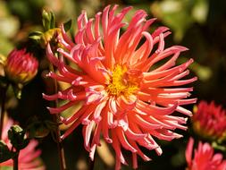 closeup view of Dahlia Blossom Bloom