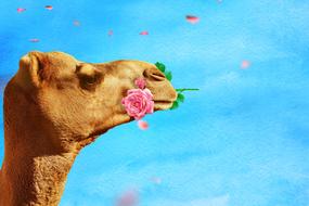 Camel Rose