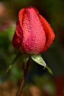 wet scarlet rose