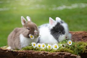 cute fluffy rabbits