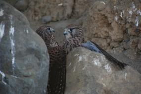 Animal Bird Wild stone
