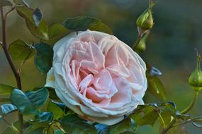 macro photo of a round garden rose