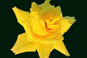 cute Rose Yellow