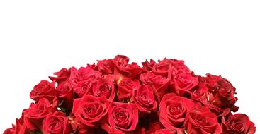 bouquet of red roses on the white background