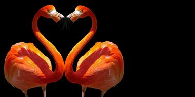 two orange flamingos on a black background