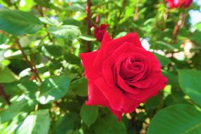 bouquet of red roses close up on blurred background