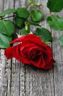 lonely red rose on a bench