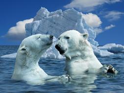 Nature Polar Bear