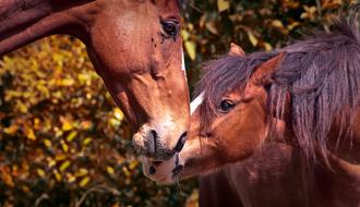 Horses Animals