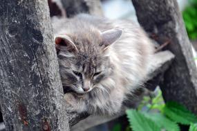 Colorful, beautiful and cute, furry cat on the wood, among the green plants