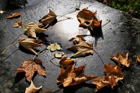 Colorful and beautiful, dry leaves, on the wet surface with water, in autumn