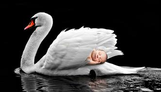 baby sleeping on swanâs back, collage