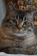 Cat Love Friend