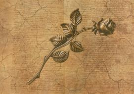 vintage wallpaper with drawn rose