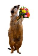 meerkat photo with bouquet