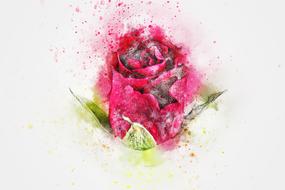 flower rose as a art abstract