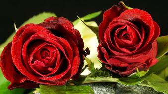 macro photo of two dark red roses