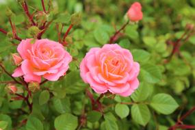 bush of pink garden roses