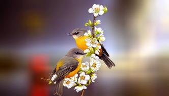 clipart of Friendship of birds