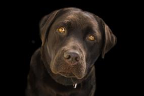 Brown Labrador with the beautiful eyes