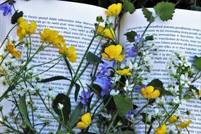 Read and yellow Flower Plant