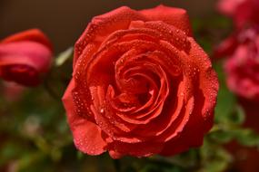 delightful Rose Blossom