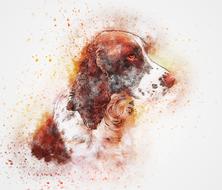 drawn watercolor spaniel on a white background