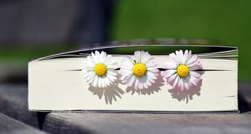 three daisies lie in a book