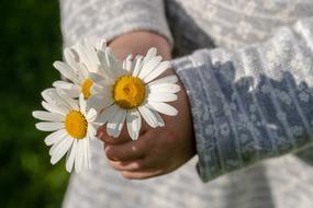 Daisies in child girl hands