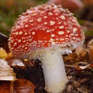 Fly Agaric Mushroom red